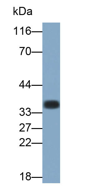 Polyclonal Antibody to Wingless Type MMTV Integration Site Family, Member 7A (WNT7A)
