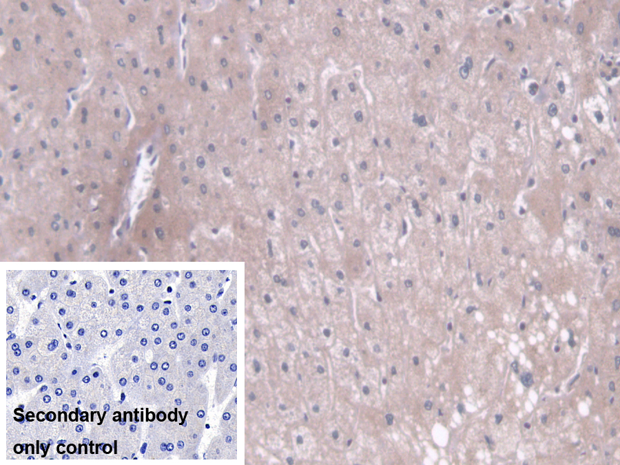 Polyclonal Antibody to Translocase Of Outer Mitochondrial Membrane 70A (TOMM70A)