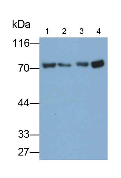 Polyclonal Antibody to Translocase Of Outer Mitochondrial Membrane 70A (TOMM70A)