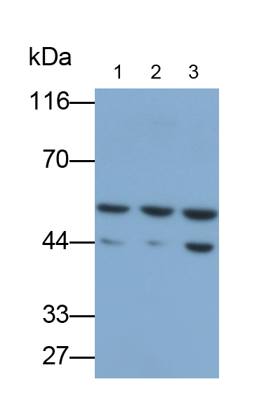 Polyclonal Antibody to Keratin 81 (KRT81)