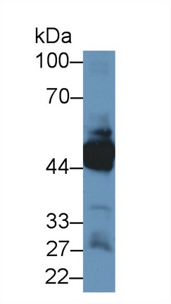 Polyclonal Antibody to Keratin 33A (KRT33A)