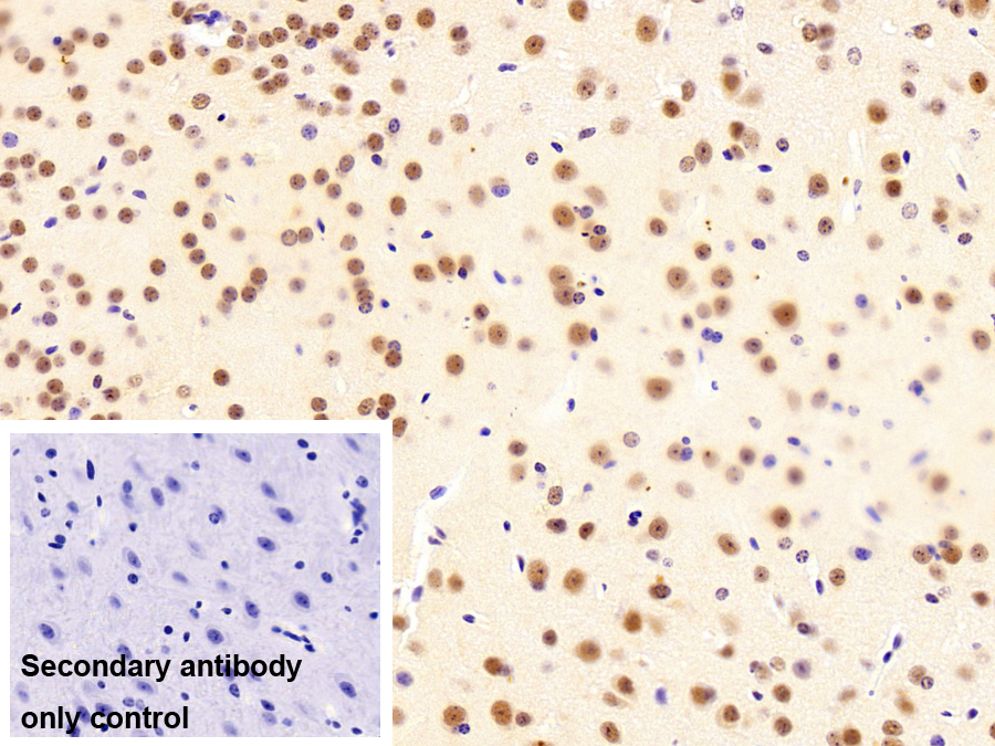 Polyclonal Antibody to HIV1 Tat Specific Factor 1 (HTATSF1)