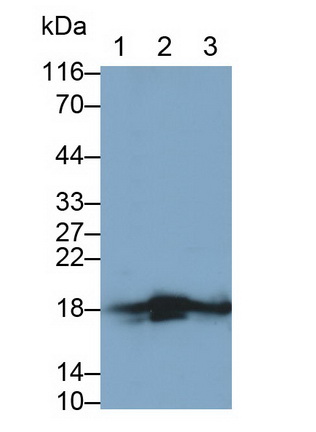 Polyclonal Antibody to Histone Cluster 1, H2ab (HIST1H2AB)