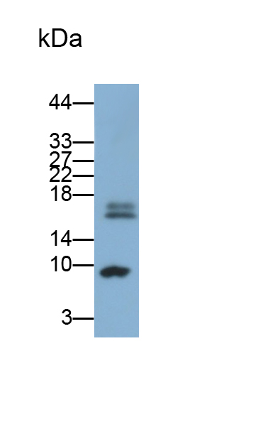 Polyclonal Antibody to Histone Cluster 1, H2ac (HIST1H2AC)