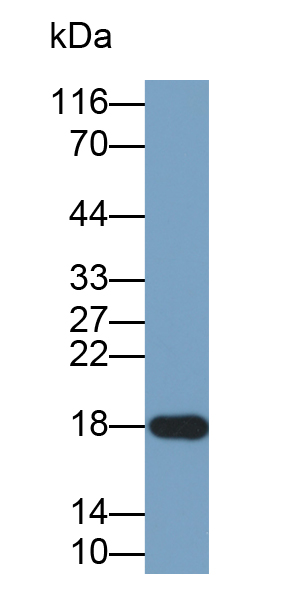 Polyclonal Antibody to Bcl2 Like Protein 11 (BCL2L11)