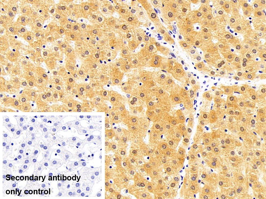 Polyclonal Antibody to NADH Dehydrogenase 1 (ND1)