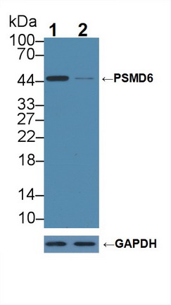 Polyclonal Antibody to Proteasome 26S Subunit, Non ATPase 6 (PSMD6)
