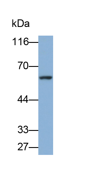 Polyclonal Antibody to Isthmin 1 (ISM1)