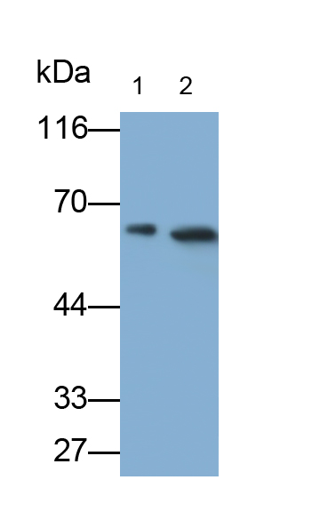 Polyclonal Antibody to Isthmin 1 (ISM1)