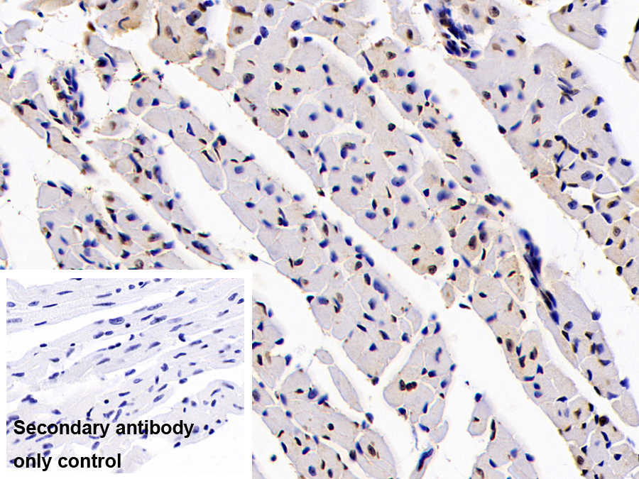 Polyclonal Antibody to Histone Cluster 2, H3a (HIST2H3A)