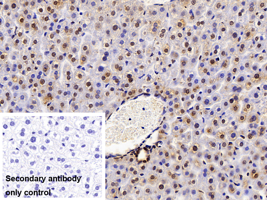 Polyclonal Antibody to Histone Cluster 2, H3a (HIST2H3A)