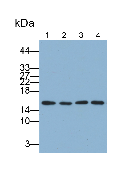 Polyclonal Antibody to Histone Cluster 2, H3a (HIST2H3A)