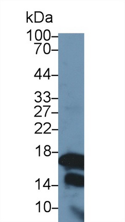 Polyclonal Antibody to Histone Cluster 2, H3a (HIST2H3A)