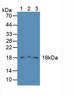 Polyclonal Antibody to Family With Sequence Similarity 19, Member A2 (FAM19A2)
