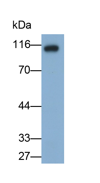 Polyclonal Antibody to C1q And Tumor Necrosis Factor Related Protein 9 (C1QTNF9)