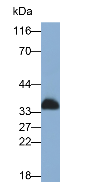 Polyclonal Antibody to Chymotrypsin (CTR)