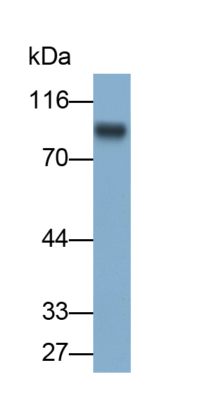 Polyclonal Antibody to A Disintegrin And Metalloprotease 6 (ADAM6)