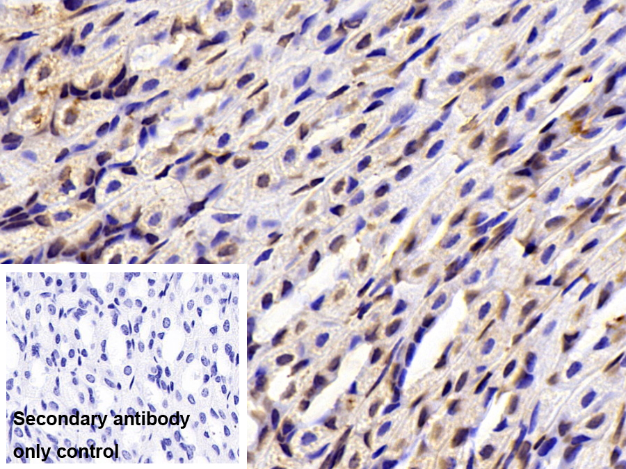 Polyclonal Antibody to H2A Histone Family, Member J (H2AFJ)