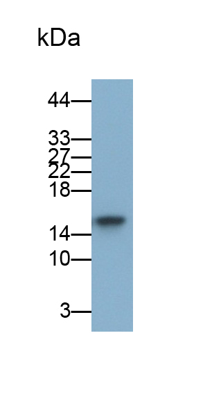 Polyclonal Antibody to Galectin 5 (GAL5)
