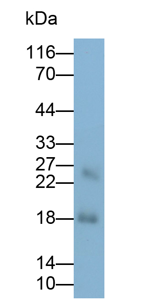 Polyclonal Antibody to Shisa Homolog 4 (SHISA4)