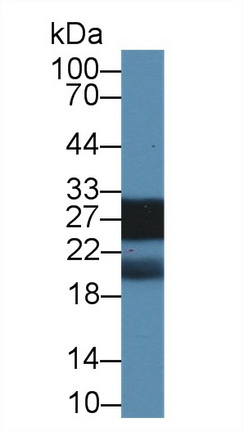 Polyclonal Antibody to Shisa Homolog 4 (SHISA4)