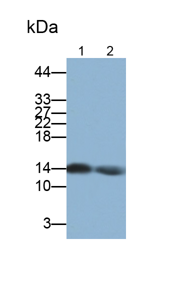 Polyclonal Antibody to Colon Derived SUSD2 Binding Factor (CSBF)