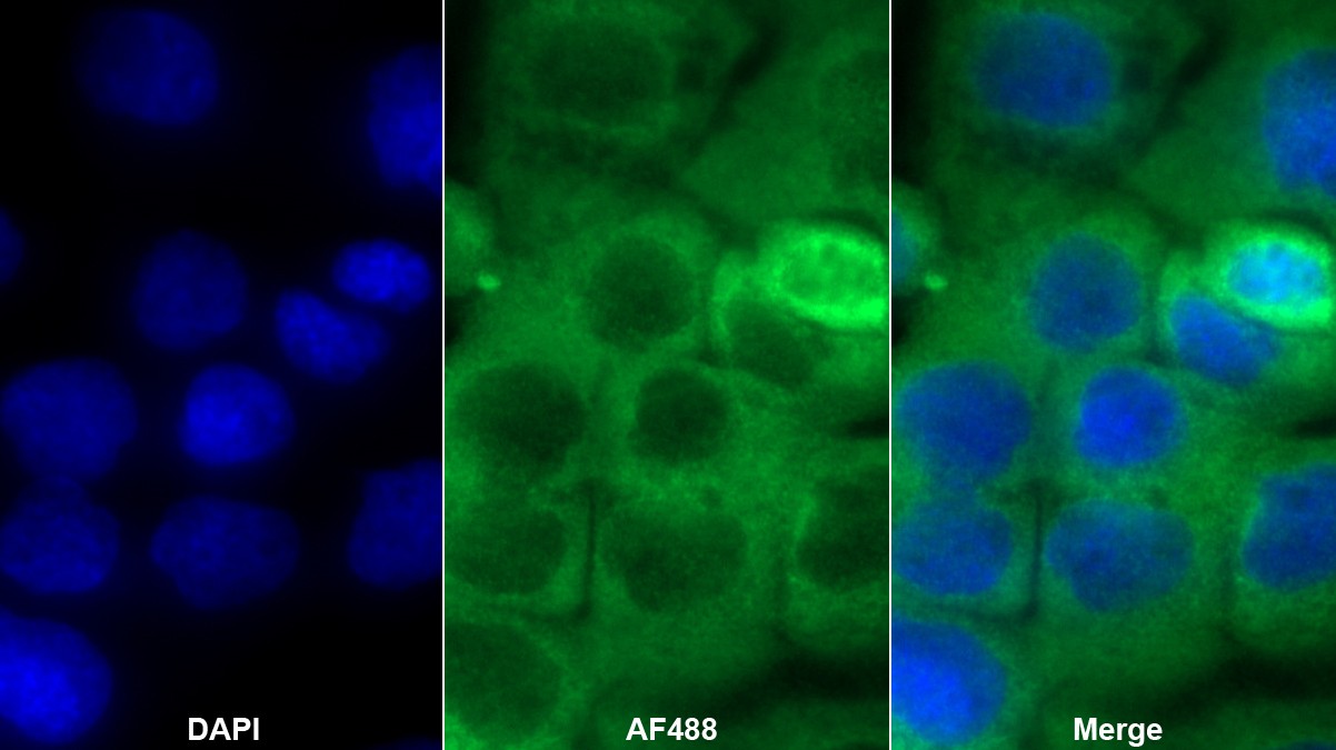 Polyclonal Antibody to Mitochondrial Open Reading Frame Of The 12S rRNA-c (MOTS-c)