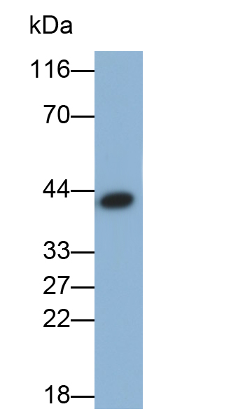 Polyclonal Antibody to Maltose Binding Protein (MBP)