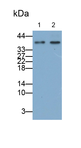 Polyclonal Antibody to Coronavirus (CV)