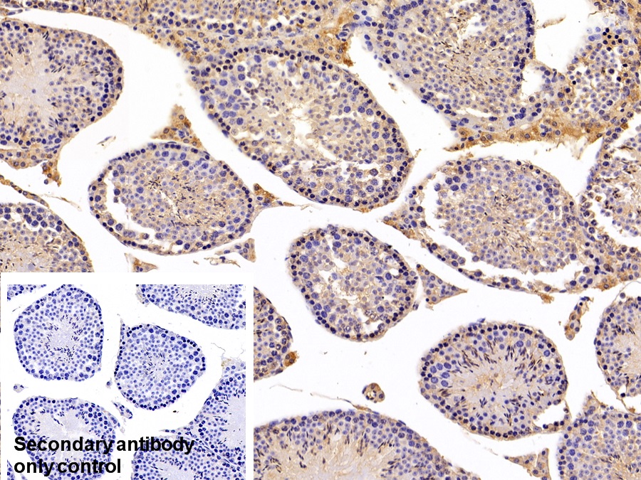 Polyclonal Antibody to Complement Component 3c (C3c)