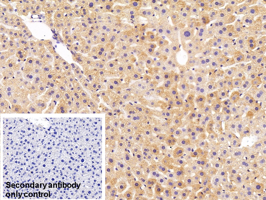 Polyclonal Antibody to Complement Component 3c (C3c)