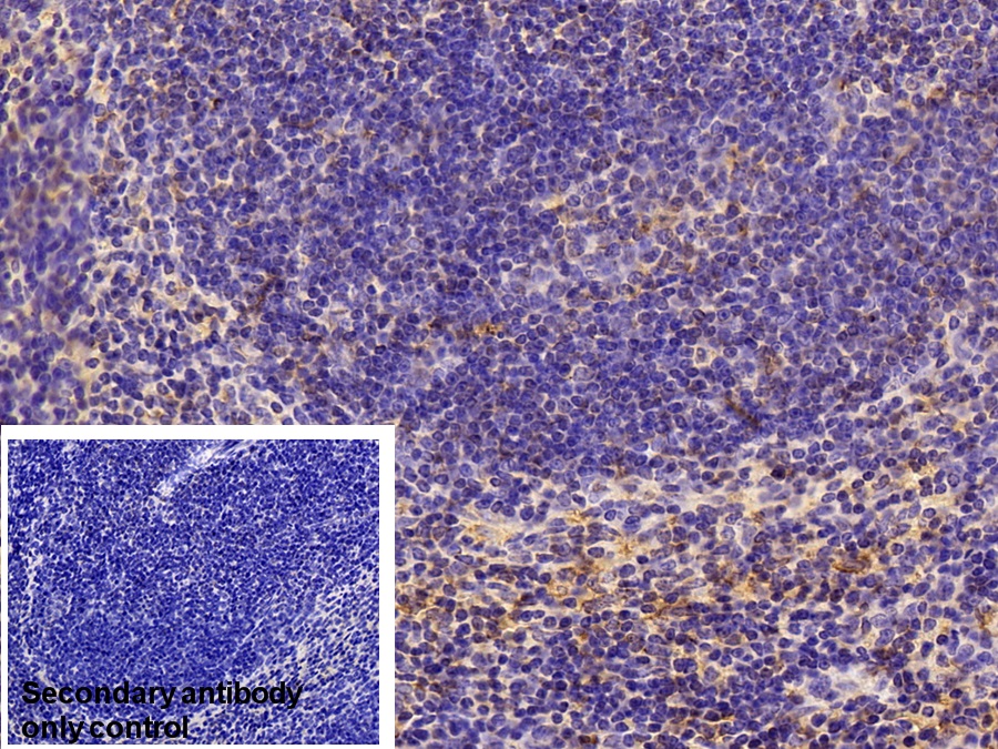 Polyclonal Antibody to Complement Component 3c (C3c)