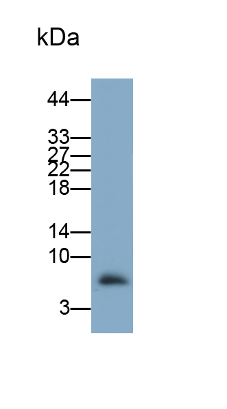 Polyclonal Antibody to Ecotin (ECO)