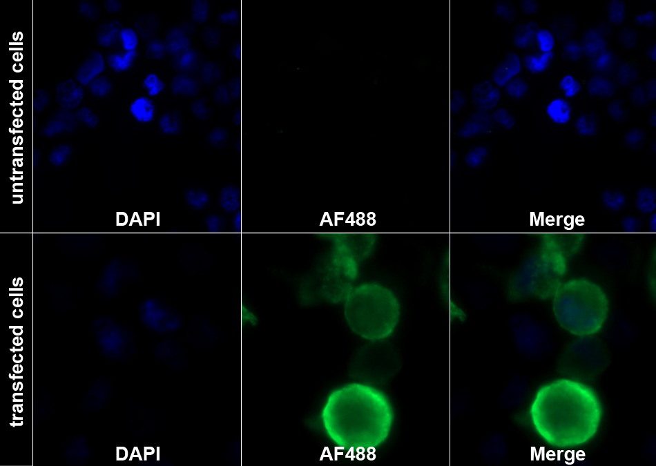 Recombinant Antibody to Cluster of Differentiation 79B (CD79B)