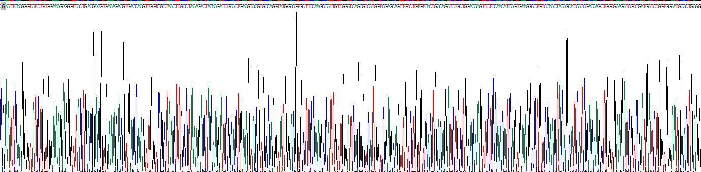Recombinant Stem Cell Factor (SCF)