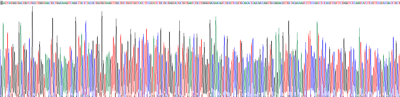 Recombinant Connexin 43 (CX43)