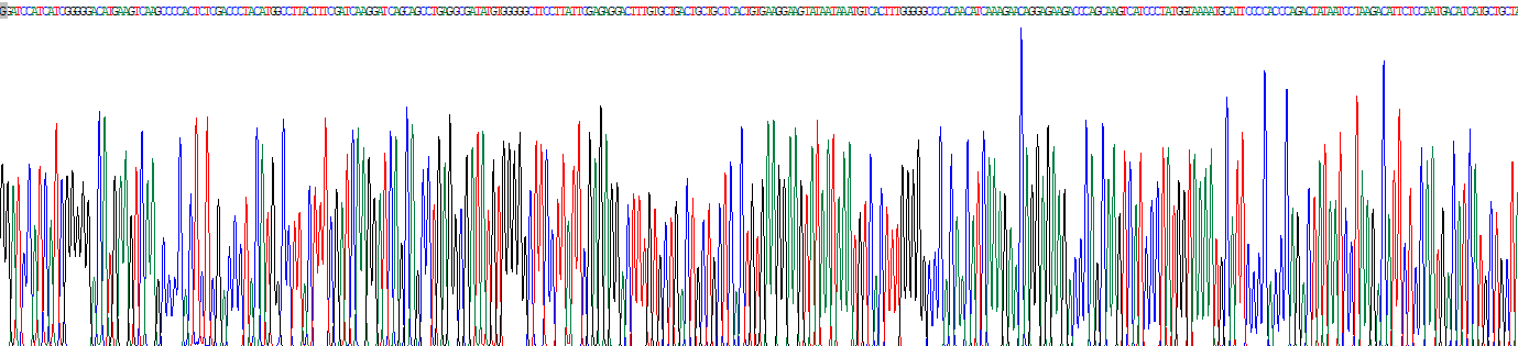 Recombinant Granzyme B (GZMB)