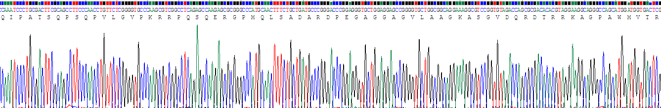 Recombinant Microtubule Associated Protein 6 (MAP6)