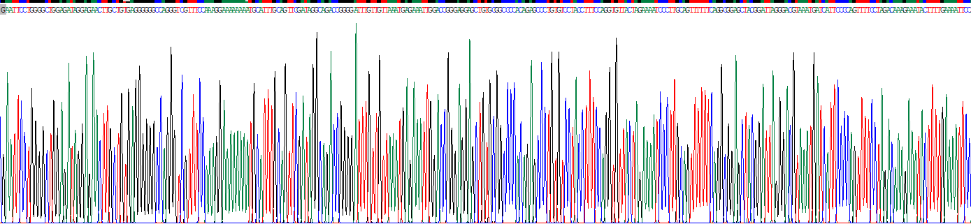 Recombinant Protocadherin Beta 2 (PCDHb2)
