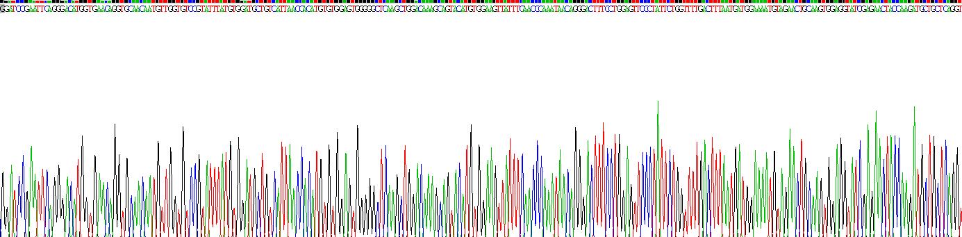 Recombinant Salivary Alpha Amylase (AMY1A)