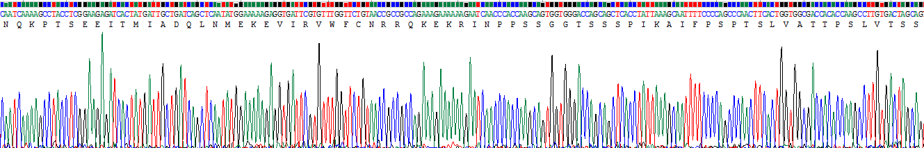 Recombinant Octamer Binding Transcription Factor 1 (OCT1)