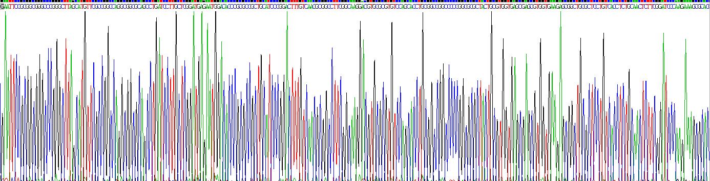 Recombinant Netrin 1 (Ntn1)