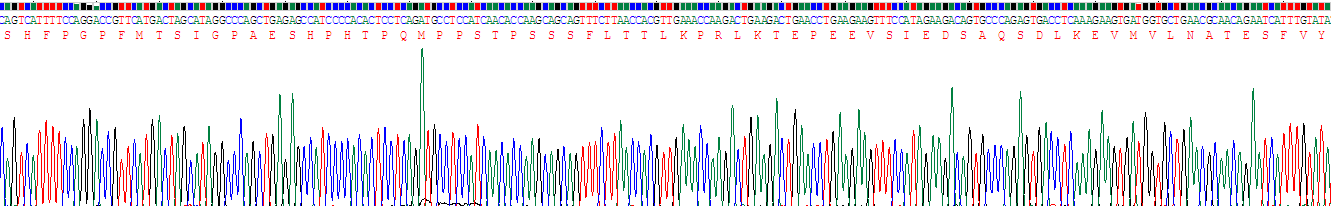 Recombinant Interferon Gamma Inducible Protein 16 (IFI16)