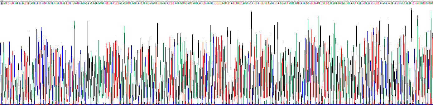 Recombinant Histone Acetyltransferase 1 (HAT1)