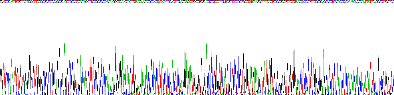 Recombinant Bone Morphogenetic Protein 10 (BMP10)