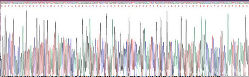 Recombinant Fibroblast Activation Protein Alpha (FAPa)