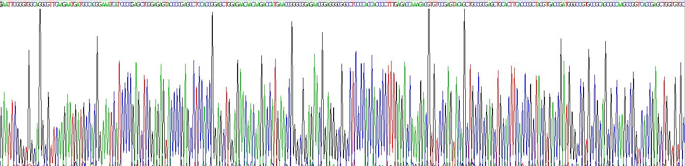 Recombinant Sclerostin (SOST)