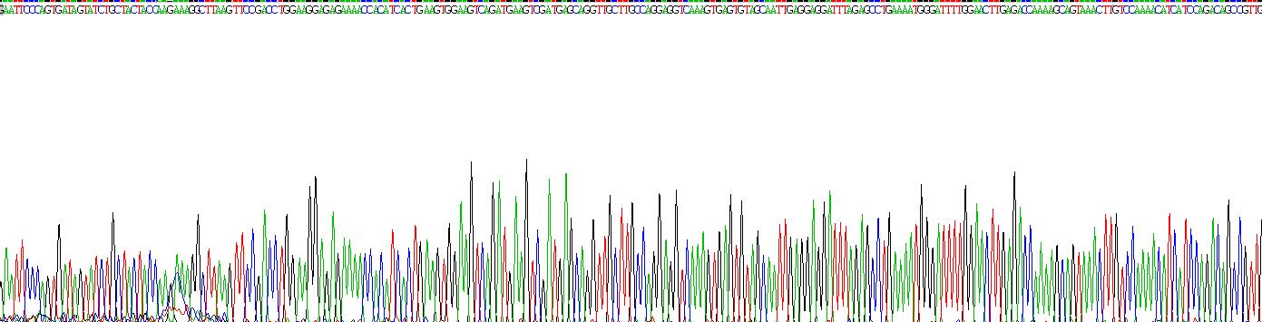 Recombinant A Kinase Anchor Protein 12 (AKAP12)