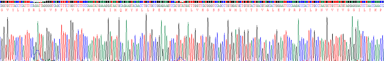 Recombinant UDP Glycosyltransferase 8 (UGT8)