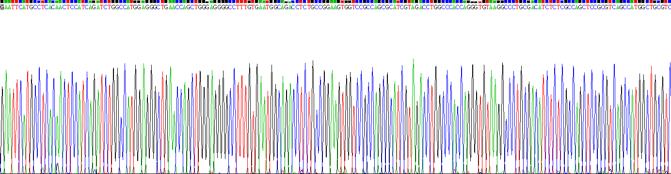 Recombinant Paired Box Gene 8 (PAX8)